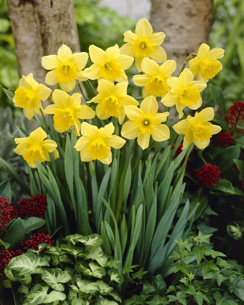Carlton Yellow Cupped Daffodil Bulbs for Planting - Bright and Colorful Yellow Daffodils to Grow
