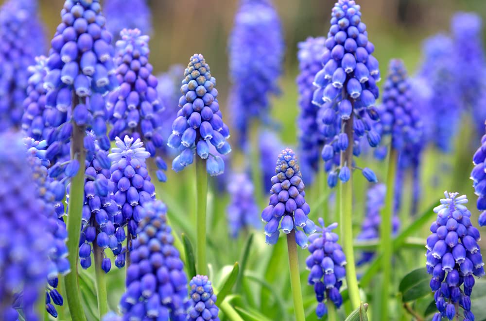 5 Grape Hyacinth Bulbs-muscari Armeniacum- Beautiful Spring Blooms, Perennial Garden Flowers