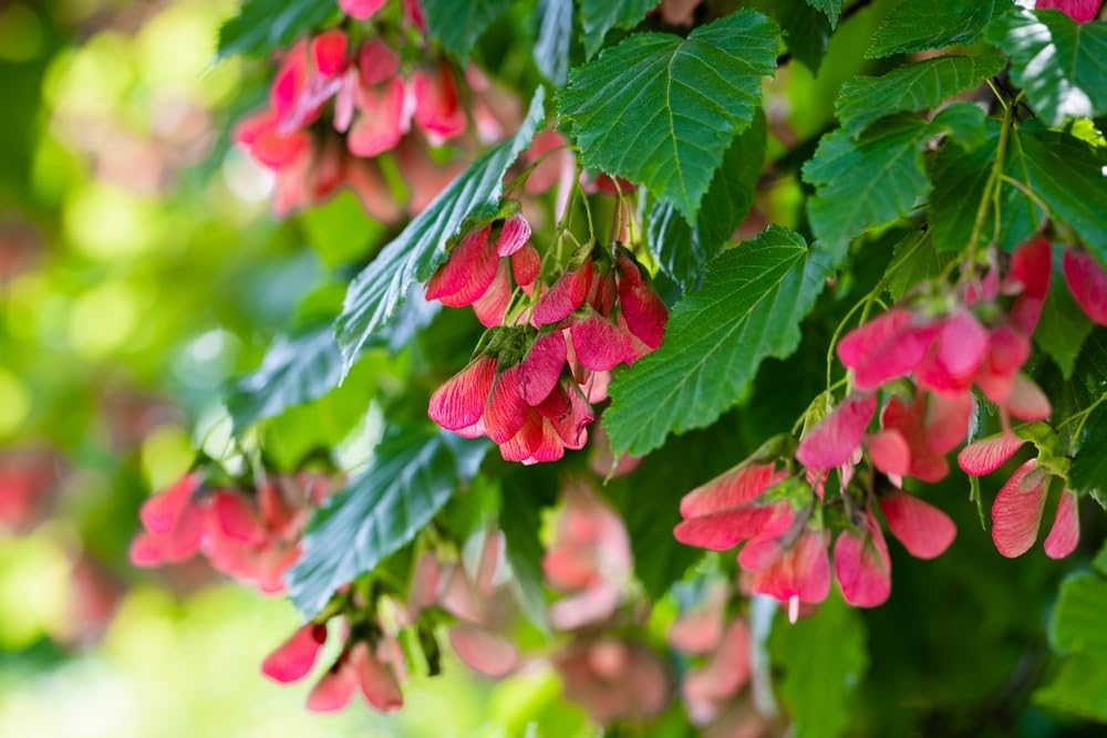 50 Tartar Maple Tree Seeds for Planting - Stunning Color