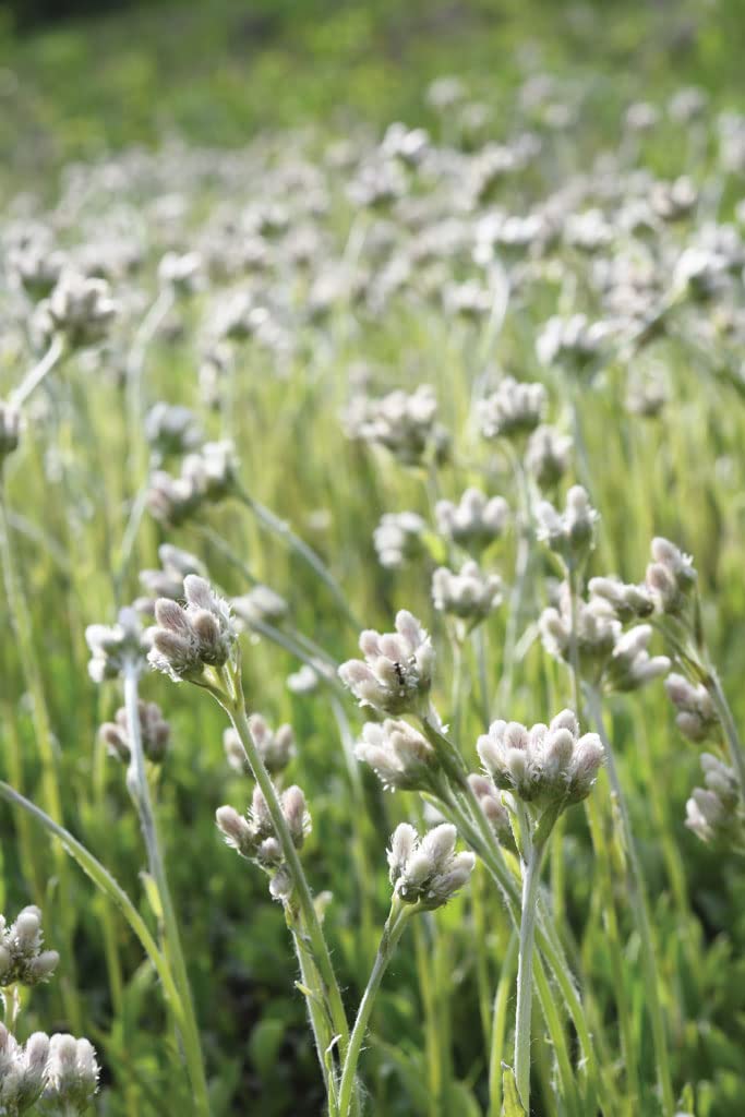 Pussytoes Wildflower Seeds for Planting (50 Seeds) - Antennaria plantaginifolia