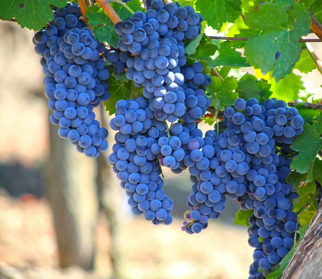 Grape Seeds for Planting| 100 Seeds Packet
