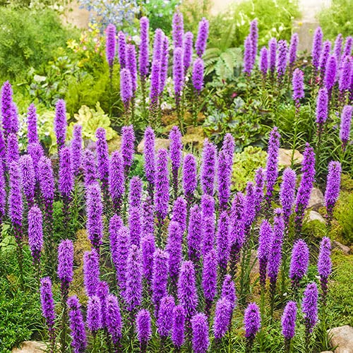 Purple Liatris Spicata Bulbs for Planting - Blazing Star -