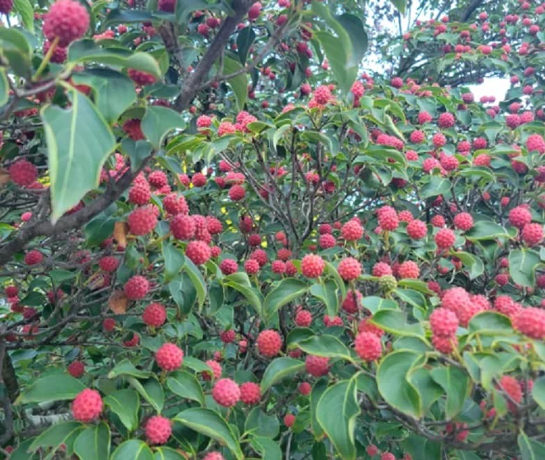 Flowering Kousa Dogwood Seeds for Planting - 40 Seeds - Cornus kousa