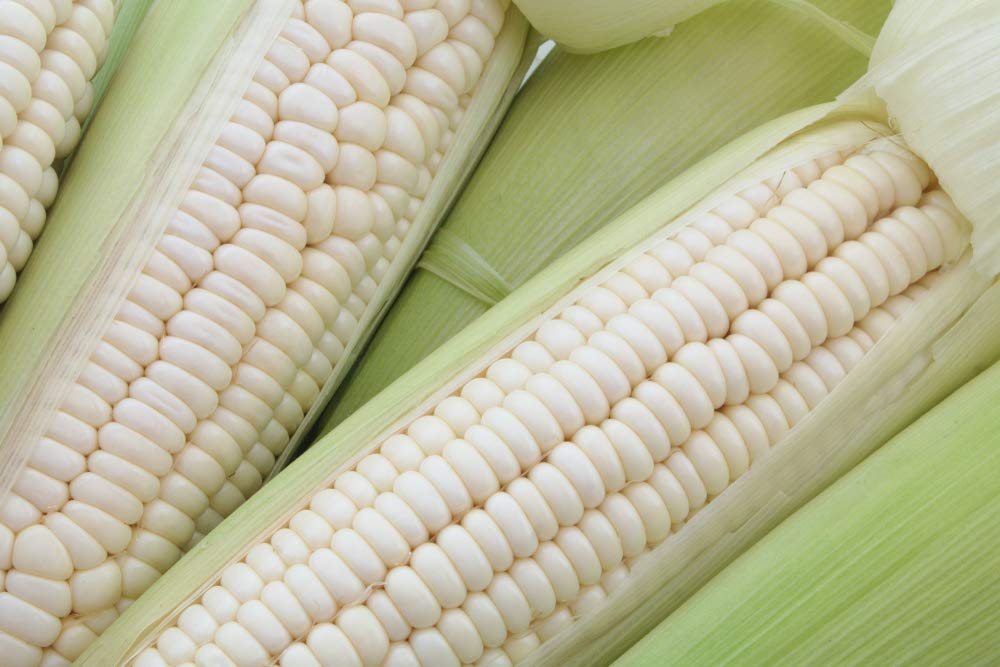 White Corn Seeds for Planting - 50+ Seeds - Top Producer