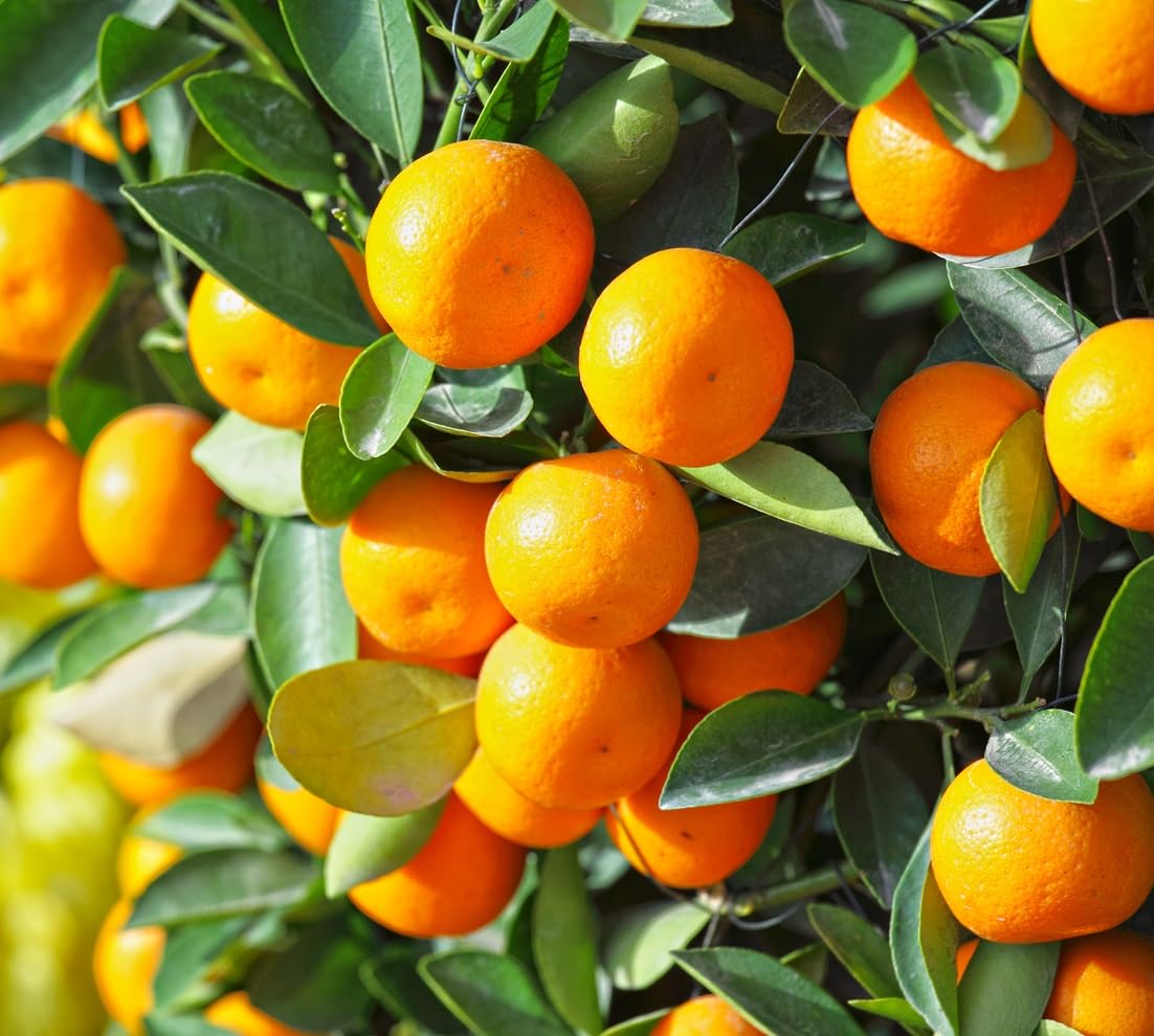 Kumquat Fruit Tree Seeds for Planting - 2 Rare and Real Kumquat Seeds