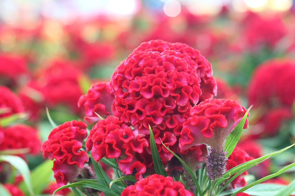Exotic Cockscomb Seeds - 200+ Seeds - Amazing Garden Flower - Made in USA - Celosia Seeds