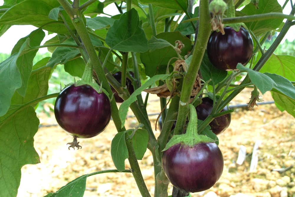 Little Prince Eggplant Seeds for Planting (20 Seeds) - Easy to Grow