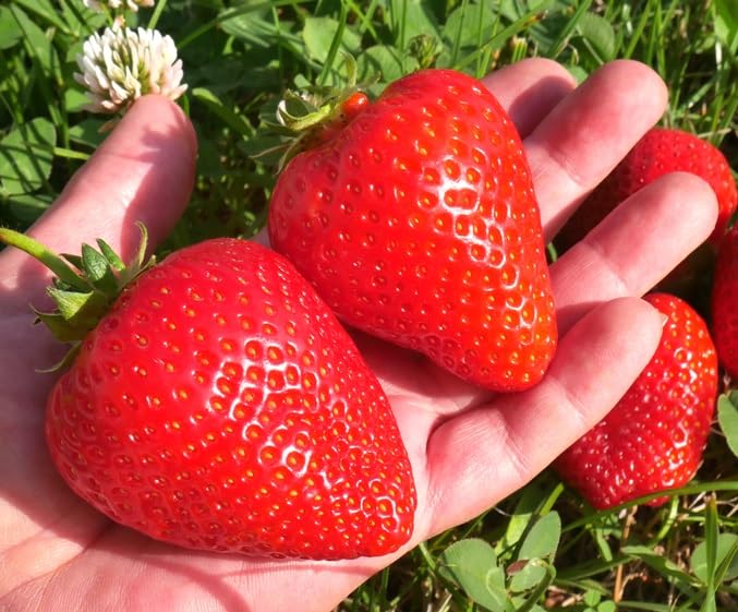 All Star Strawberry Plants - Grow Giant Strawberries - Bare Root Plants - No Ship to California
