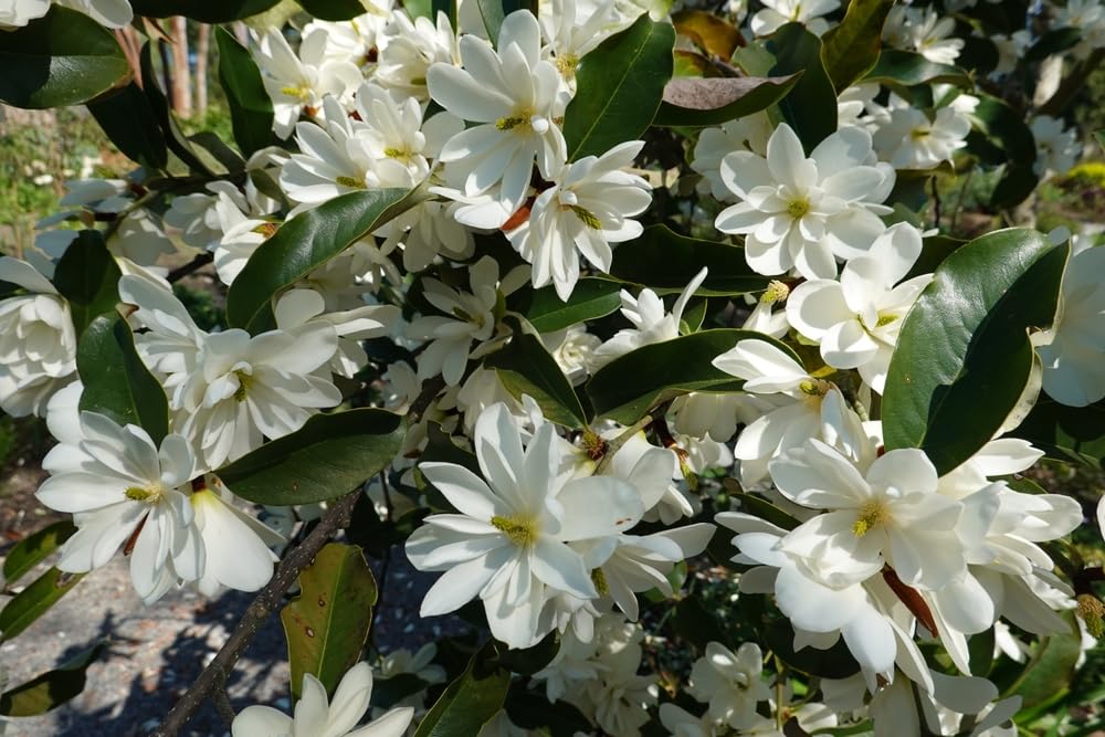 Sweetbay Magnolia Seedlings for Planting - Live Tree Seedlings - Magnolia virginiana - Stunning White Blooms