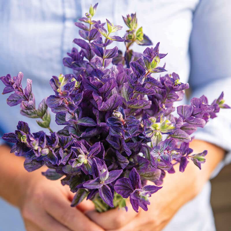 Oxford Blue Salvia Flower Seeds for Planting (100 Seeds) - Easy to Grow