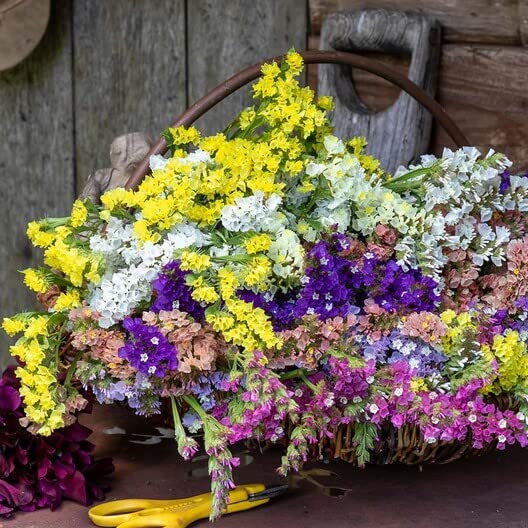 100 Statice Flower Seeds -Stunning Mixed Colors - Great for Cut Flowers