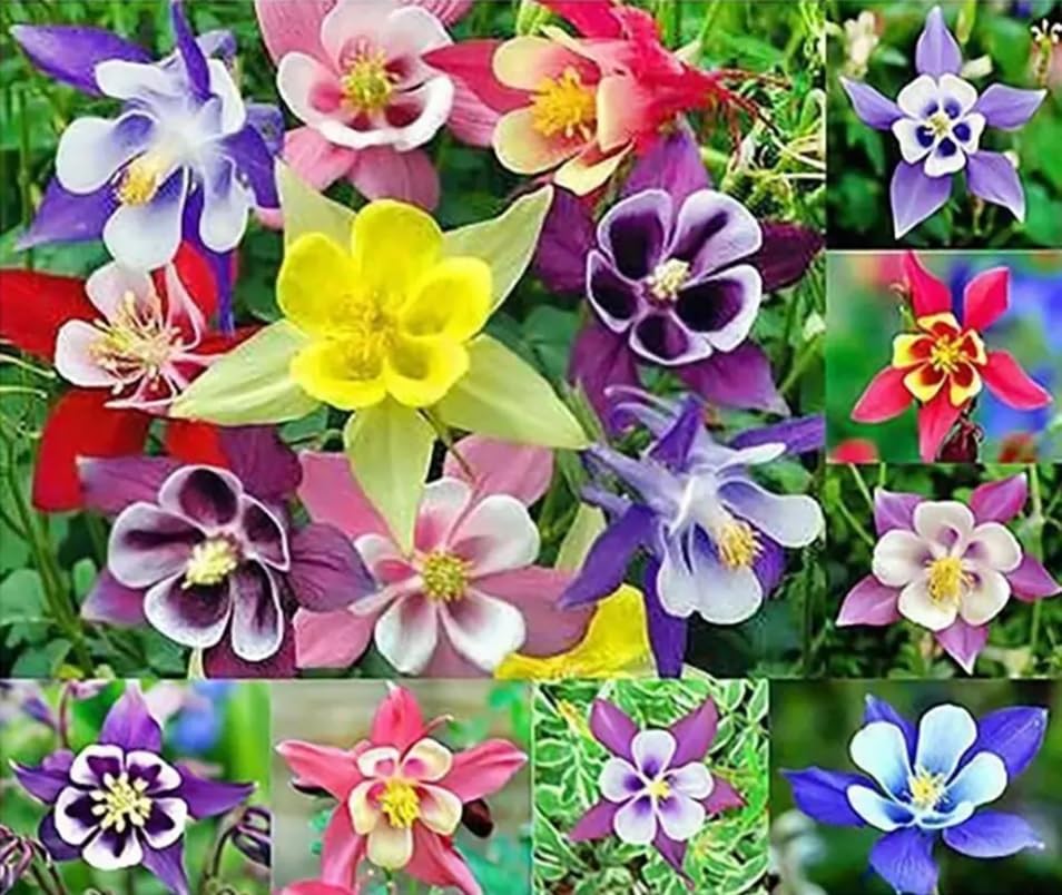 100 Dwarf Columbine Double Mixed Color - Easy to Grow and Amazing to See