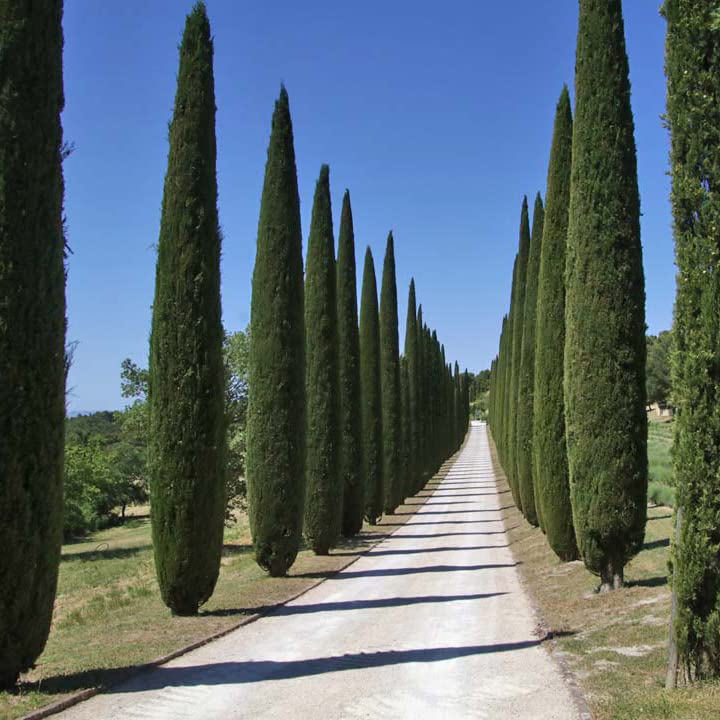 Tree seeds 100 pcs ITALIAN CYPRESS (Cupressus Sempervirens Stricta) seeds Home gardening,