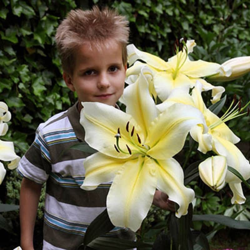 Giant Orienpet Lily Conca d'Or Bulbs for Planting - Easy to Grow - Made in USA, Ships from Iowa
