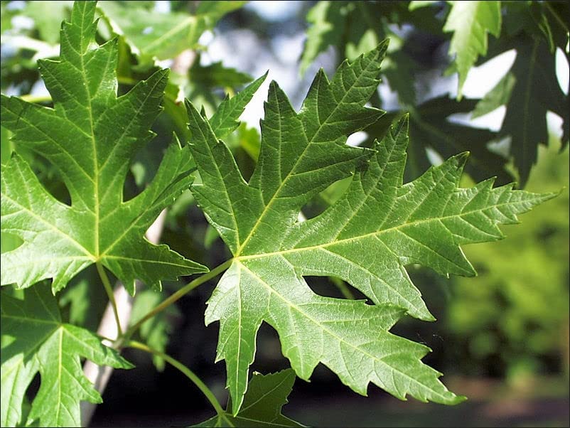 Silver Maple Tree Seedlings - Live Plants (2 Trees) - No Ship to California