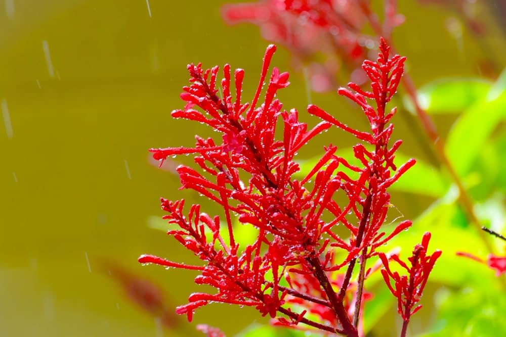 20 Chilean Fire Bush Seeds for Planting - Embothrium coccineum