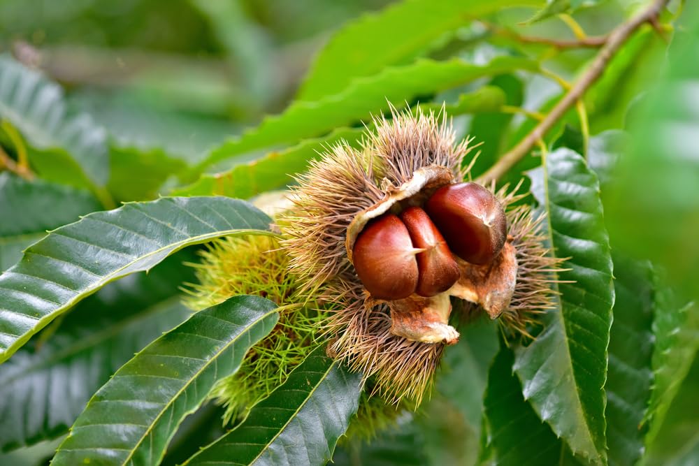 Chinese Chestnut 2 Live Tree Seedlings | No Ship to California | Chinese Chestnut Trees