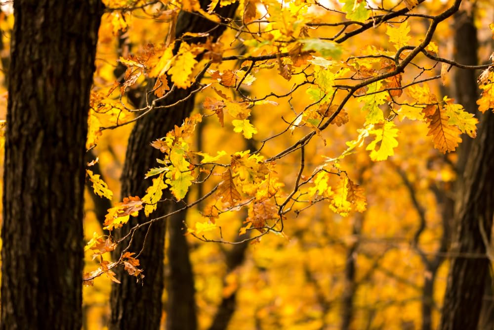 Gingko Live Tree Seedlings | No Ship to California | Ginko Trees