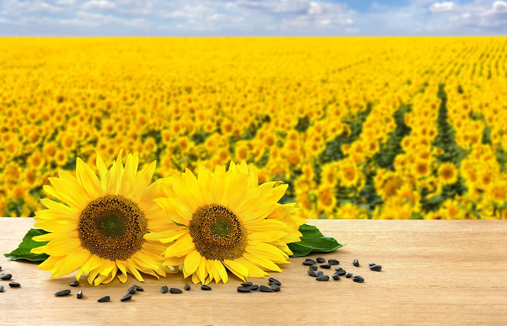 Peredovik Sunflower Seeds for Planting - 500 Seeds - Attract Doves and other Birds