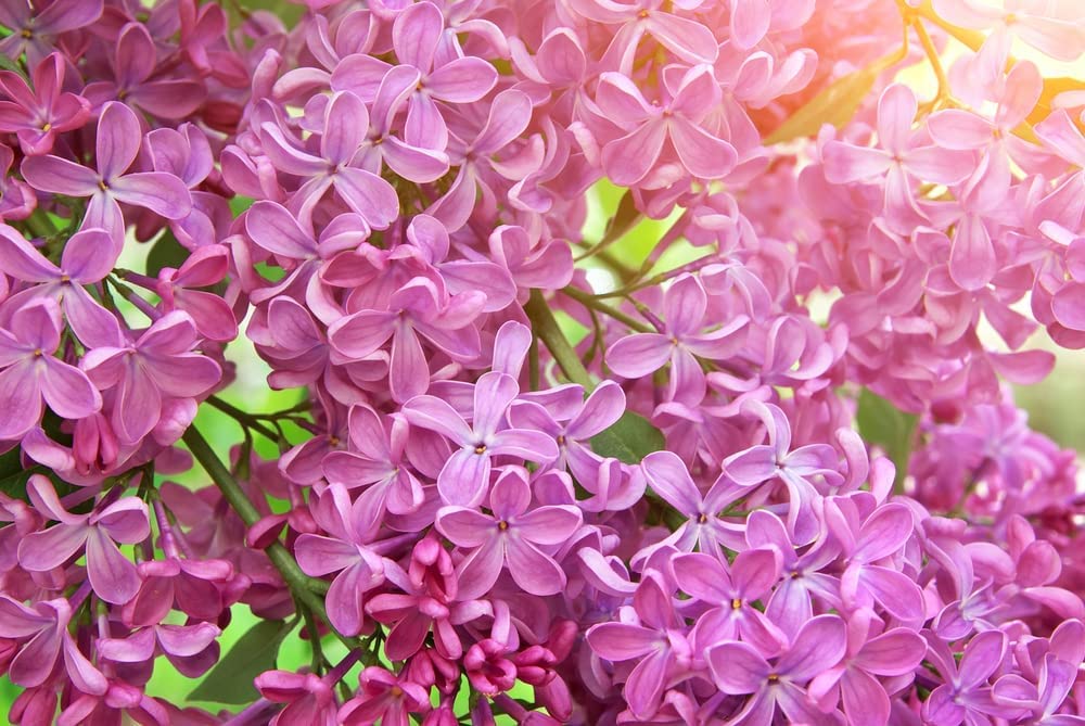 Pink Lilac Bonsai Tree Seeds | 30+ Seeds | Highly Prized for Bonsai, Stunning Pink Blooms