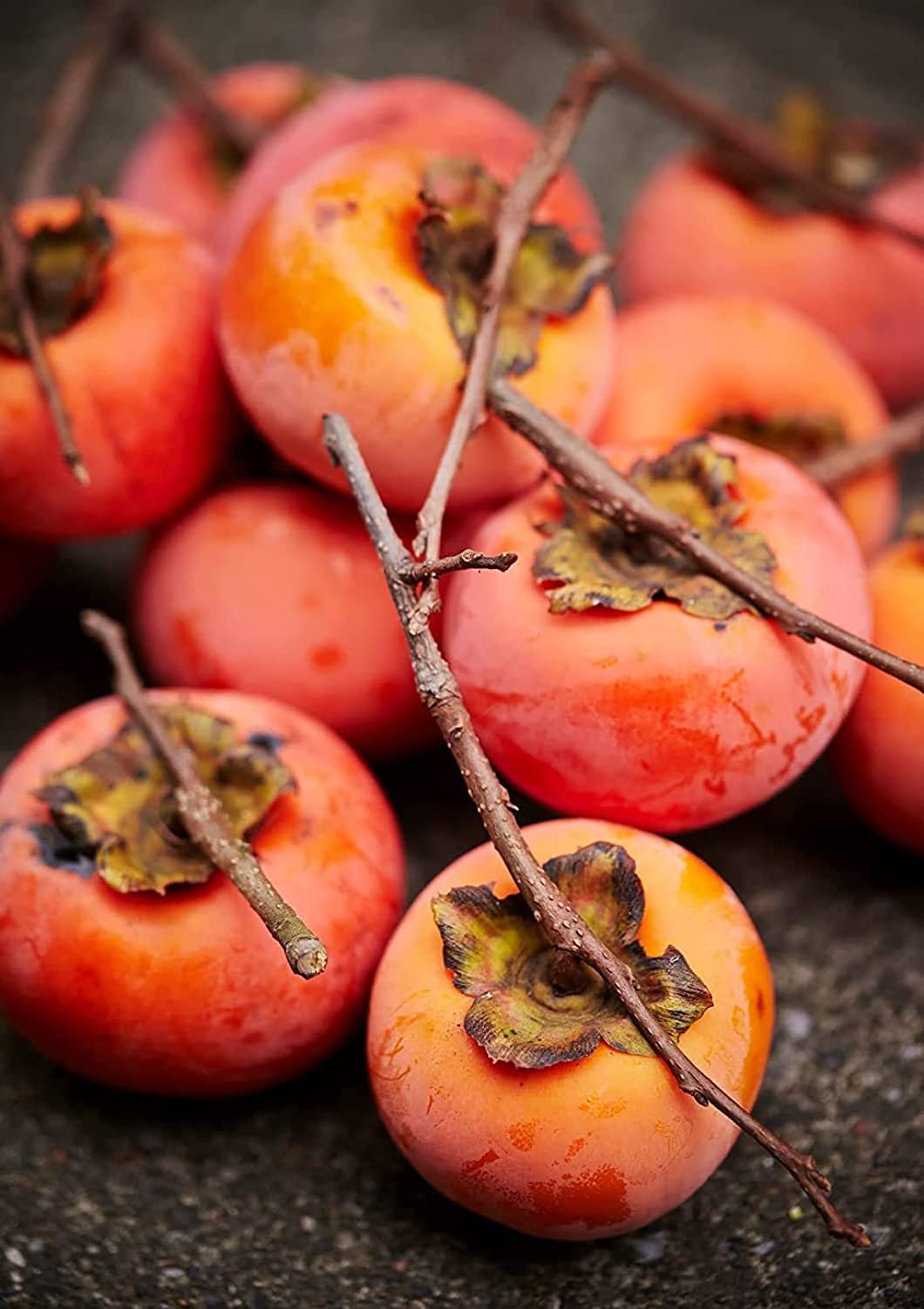 American Persimmons Tree Seedlings for Planting - 1 Yr Old Seedlings - No Ship to California