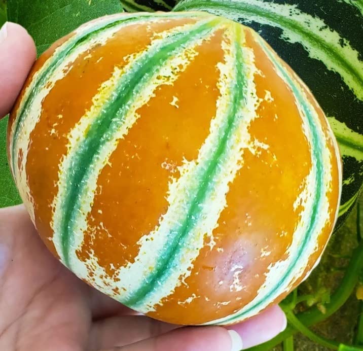 Basketball Fruit Seeds for Planting - 10 Seeds - Kajari Melon, Looks Like a Basketball