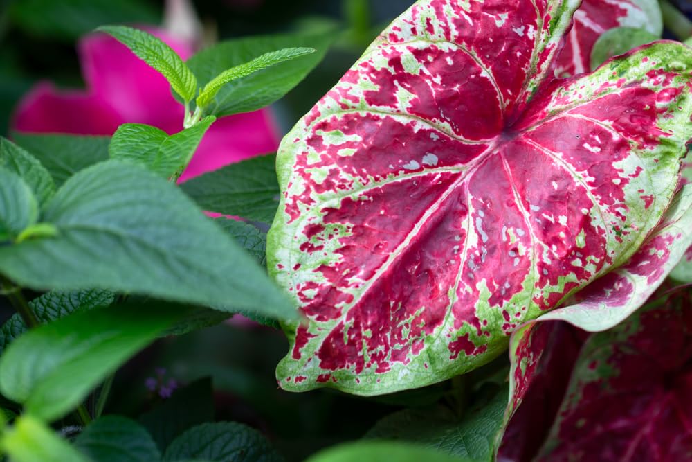 Sizzle Caladium Bulbs for Planting - Perennial Hosta, Elephant Ears, Fancy