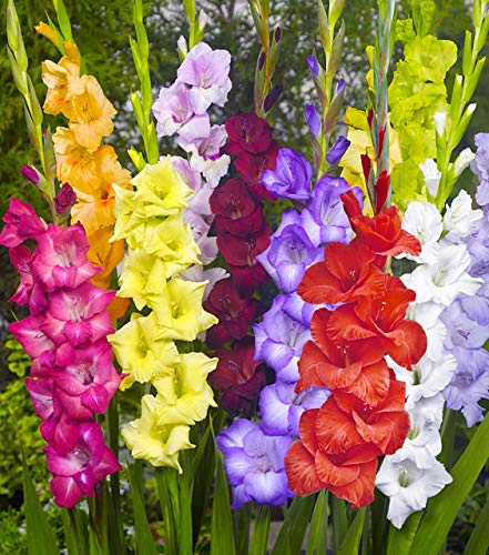 Made and Shipped in USA (15) Fresh, New, Giant Flowering Mixed Colors Gladiolus Bulbs, Plants, Flowers, Flowering Perennials,Sword Lily, Gladioli-SeedsBulbsPlants&More