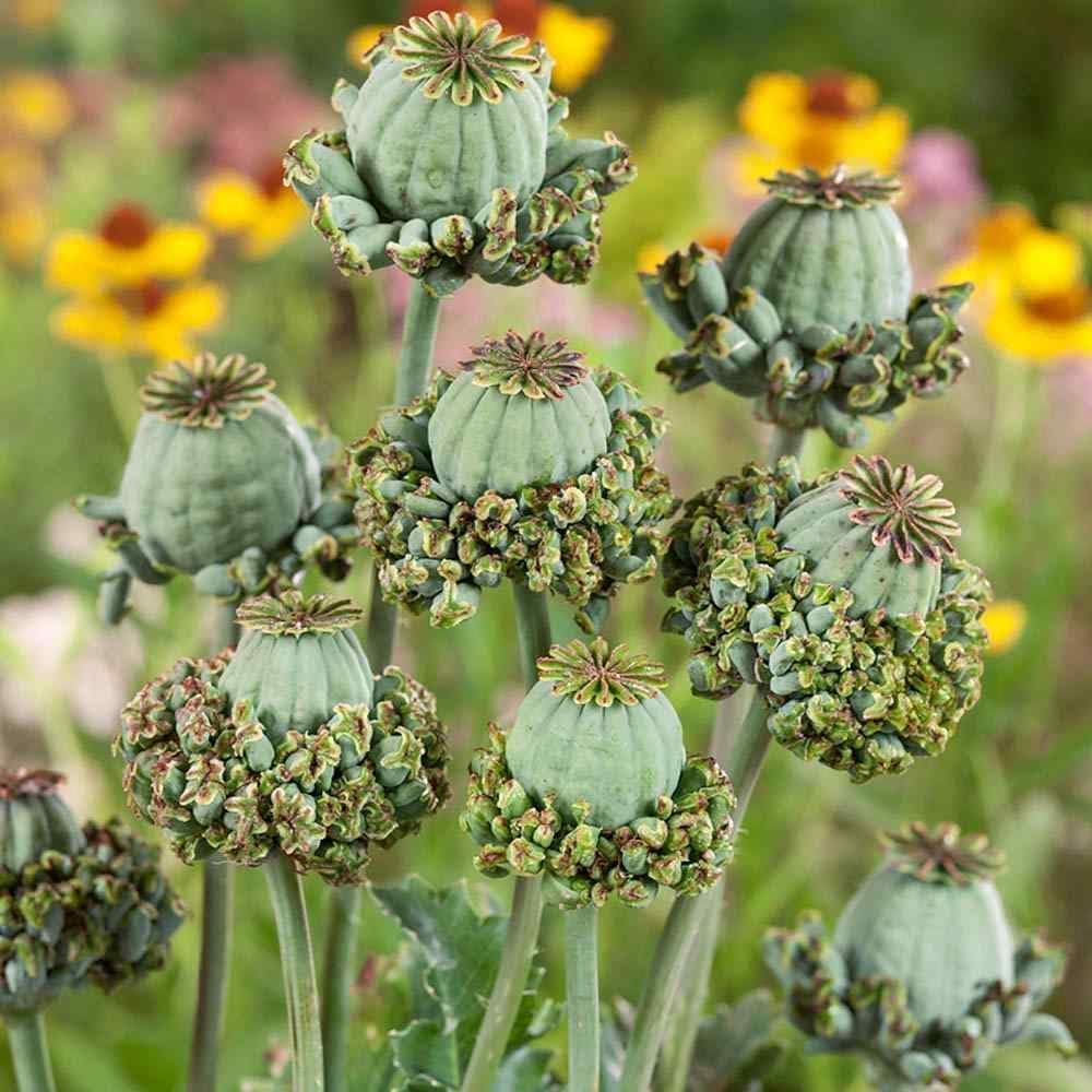 100 Hens and Chicks Poppy Flower Seeds for Planting - Rare Strain