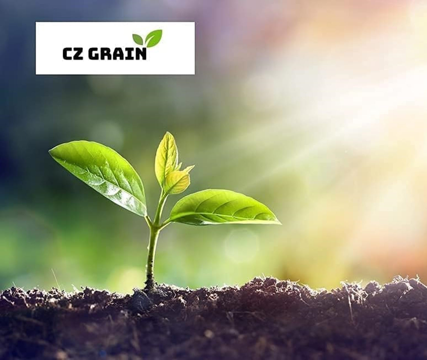 Climate Change Reversal Kit, Minimize Your Carbon Foot Print - 5 Fast Growing Trees That Produce Oxygen and Use CO2 and 1 Ounce of Wildflowers for Butterfly, Hummingbirds and Bees