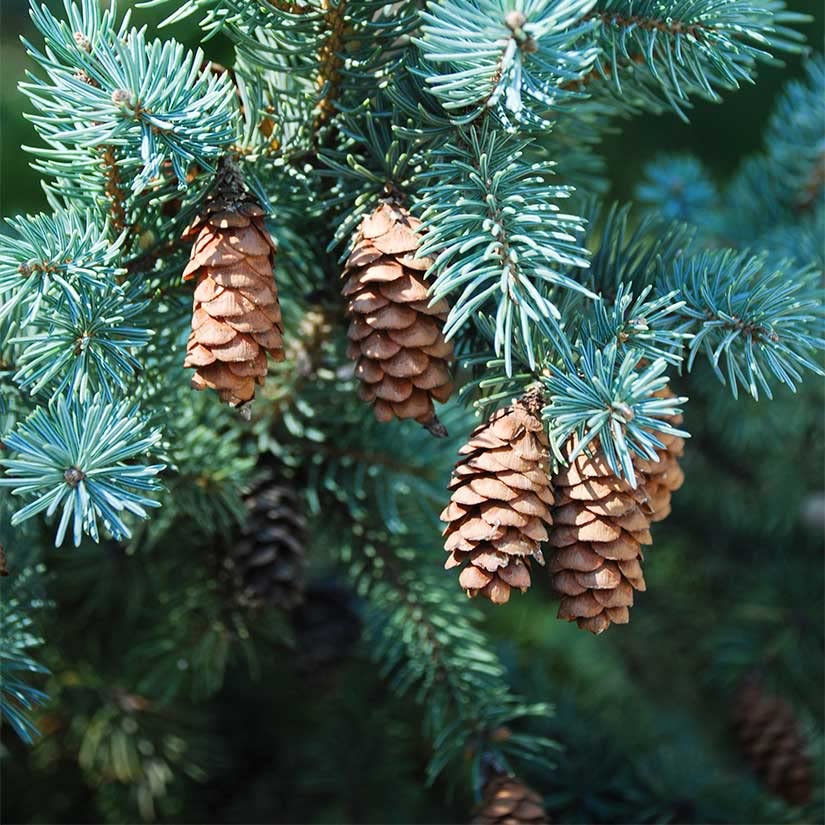 White Spruce Tree Seedlings for Planting - Evergreen Tree Seedlings - Landscaping or Wind Block Trees - No Ship to California