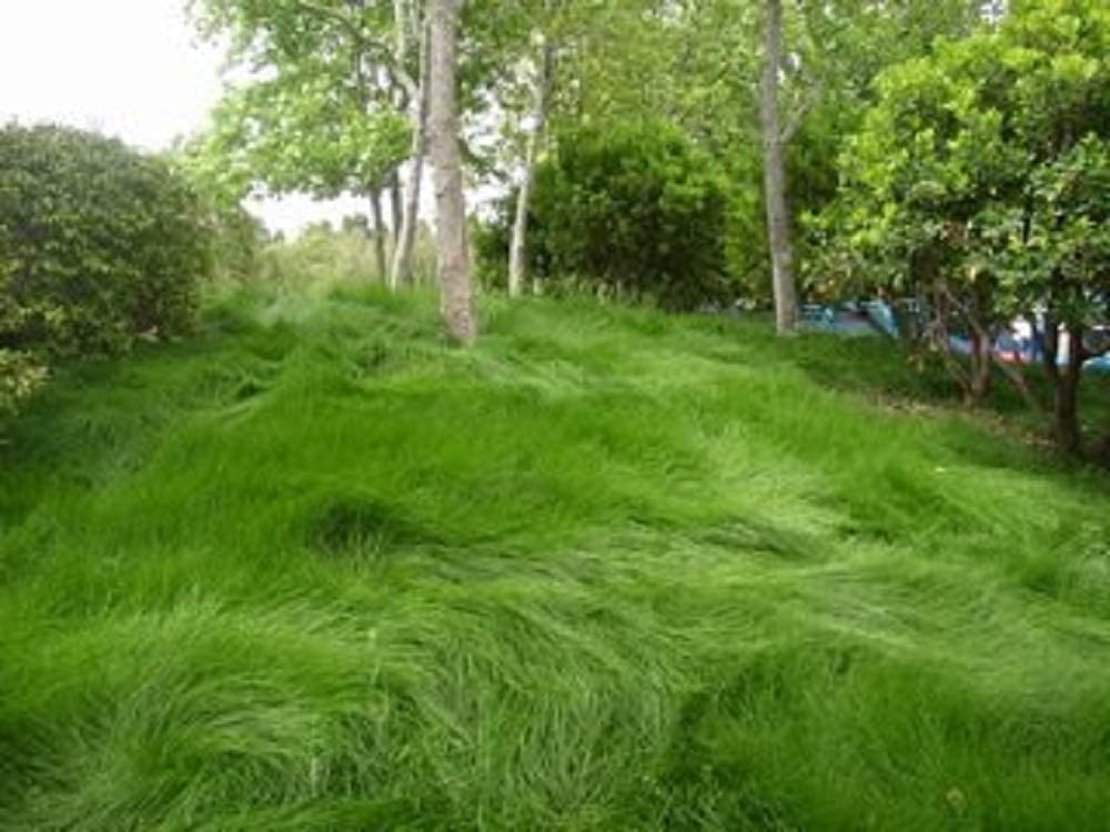 Creeping Red Fescue Seeds for Planting (1,000 Seeds)- Festuca rubra
