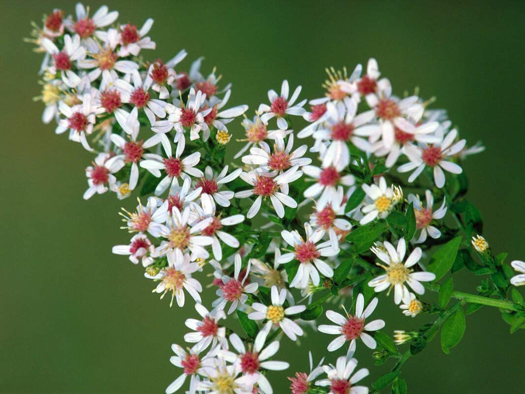 Calico Aster Seeds for Planting - 100 Seeds - Easy to Grow Perennial Flowers - Symphyotrichum lateriflorum