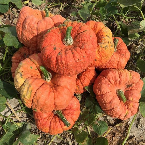 Jester Pumpkin Seeds for Planting (10 Seeds) - Salmon Colored Stacker Pumpkins