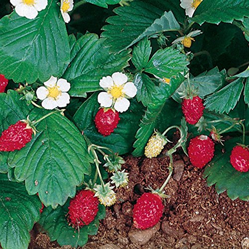 100 ALPINE STRAWBERRY Fragaria Vesca Fruit White Flower Seeds