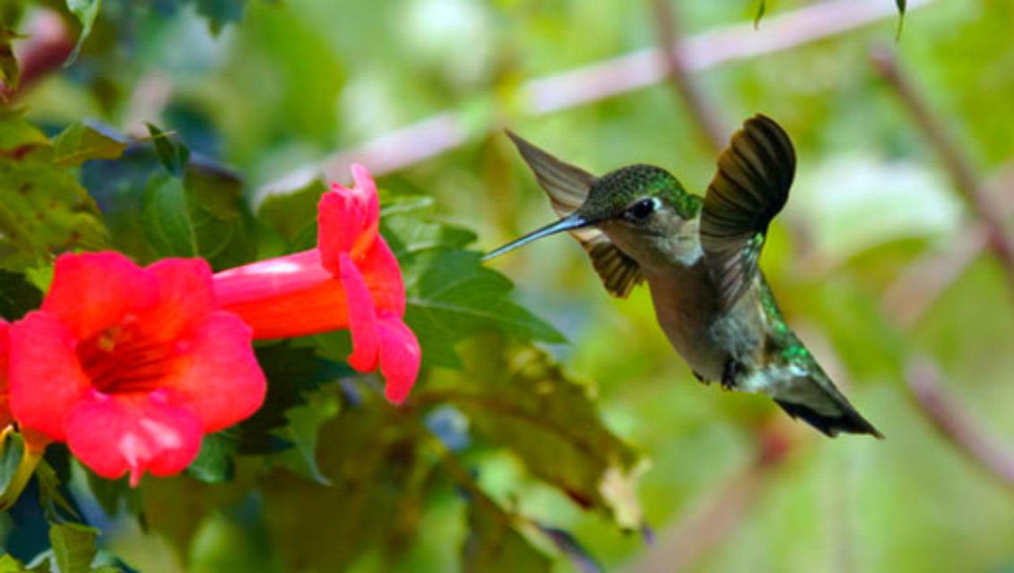 Rare Dark Red Hummingbird Trumpet Vine! Hardy! 20 Seeds! Hummingbirds Love It!