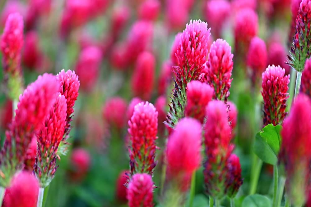 Crimson Clover Seeds for Planting