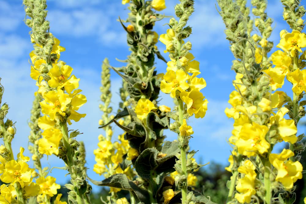 Great Mullein (Verbascum thapsus) - 50 Seeds Heirloom- Non GMO - Open Pollinated - Made in USA