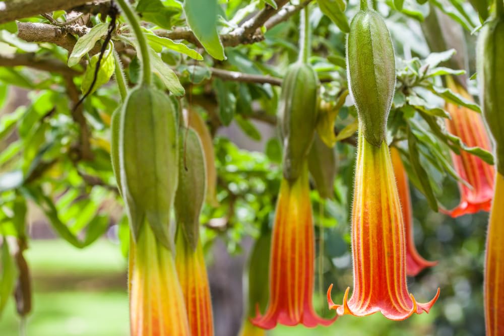 20 Red Angel's Trumpet Seeds for Planting - Brugmansia sanguinea
