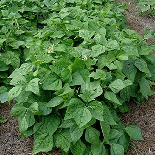 Contender Bush Bean Seeds - 50+ Seeds - Big Yielder