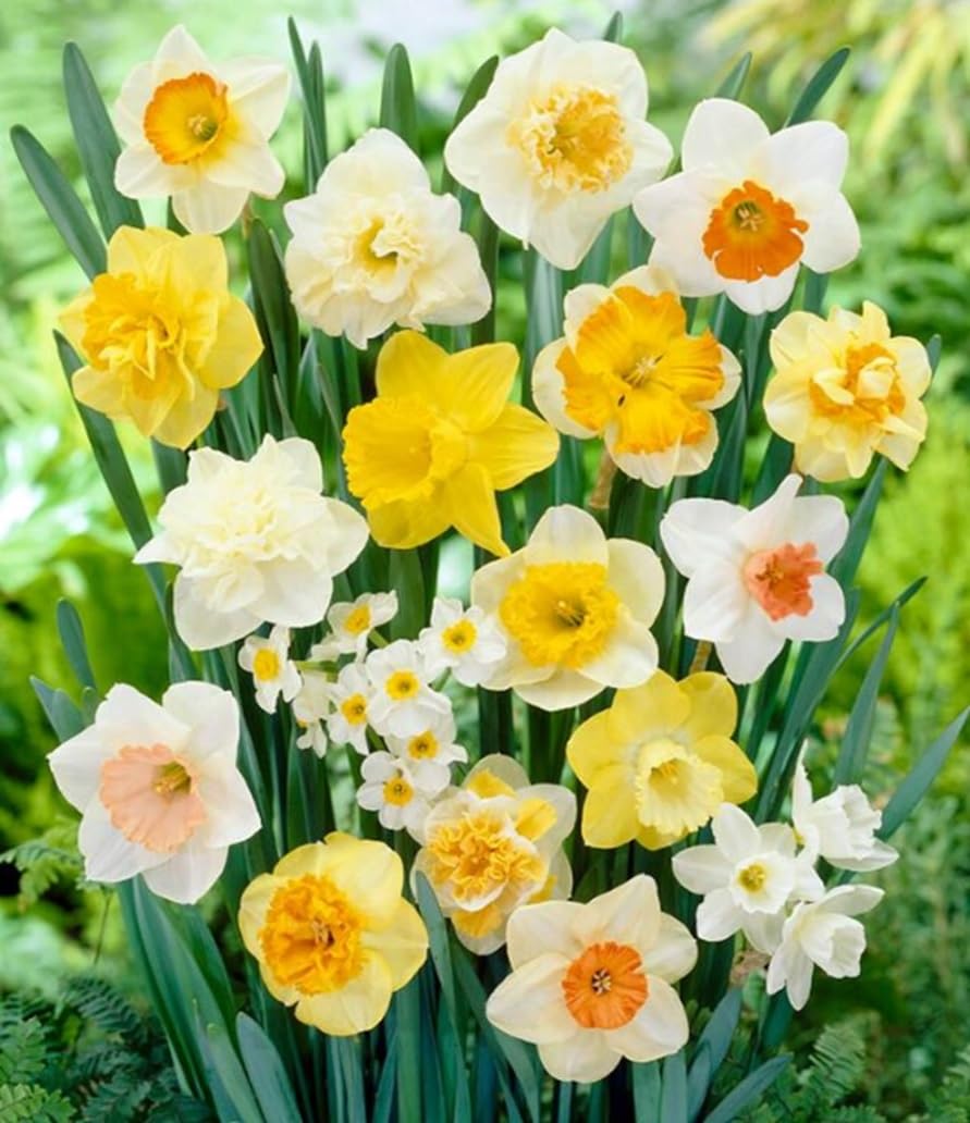 50 Large Flowering Mix Daffodil Bulbs for Planting, Stunning Perennial Flower Bulbs, Borders, Garden, Landscaping, Bulb Size 12/14 cm, Large Flowering Daffs (50 Bulbs)