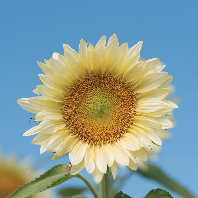 White Light Sunflower Seeds for Planting (20 Seeds) - Grow Pure White Sunflowers