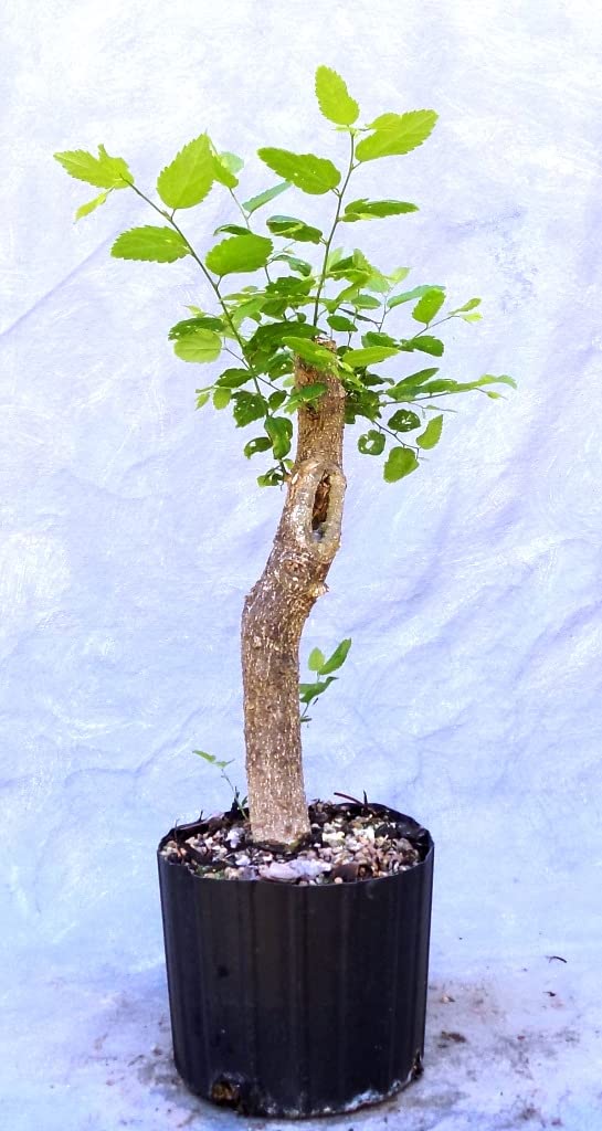 Hybrid Poplar Bonsai Tree Forest Cuttings to Grow - Easy to Grow Indoor or Outdoor Bonsai Plant - Made in USA