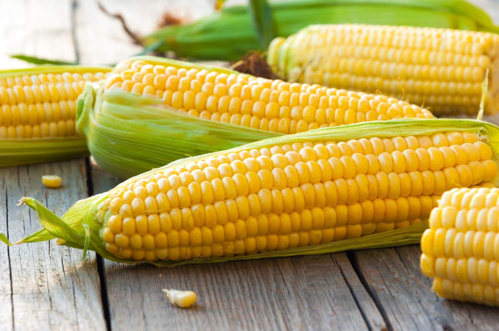 Yellow Sweet Corn Seeds for Planting - 100+ Seeds - Hybrid "Incredible Corn"