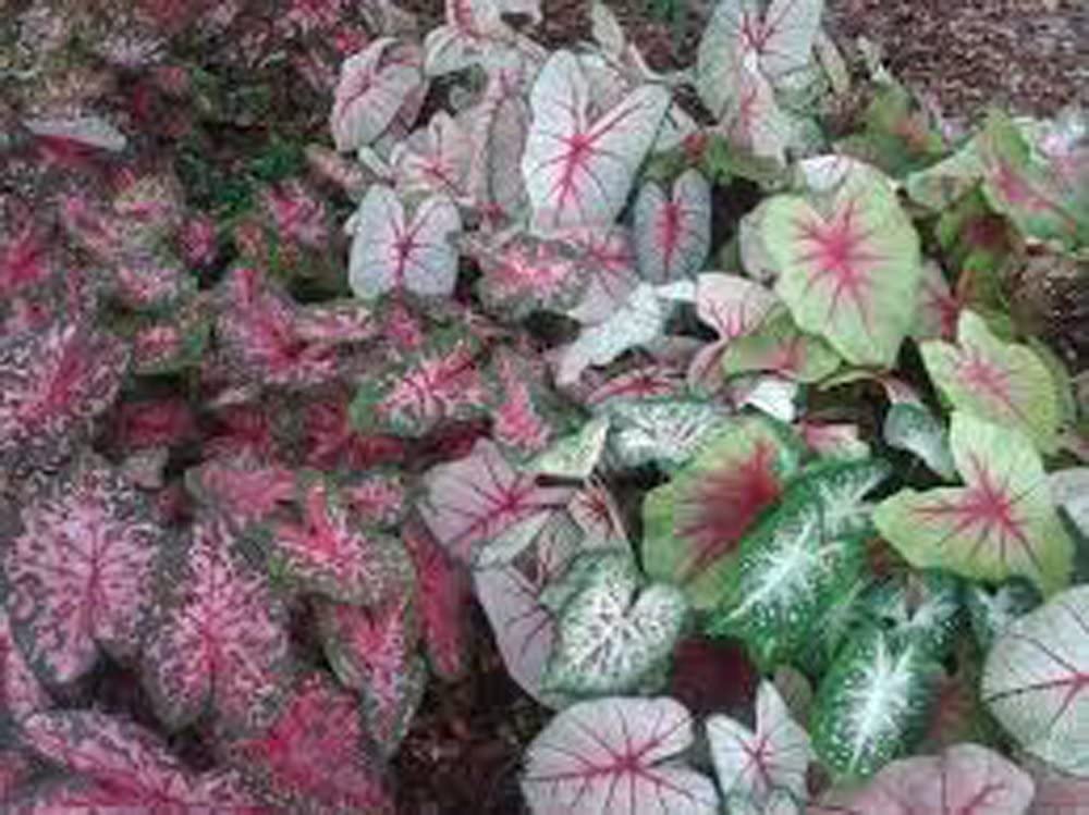Caladium Bulbs, Fancy Mix, Pack of 10 (Ten), Easy to Grow, Colorful Mix, Perennial Hosta