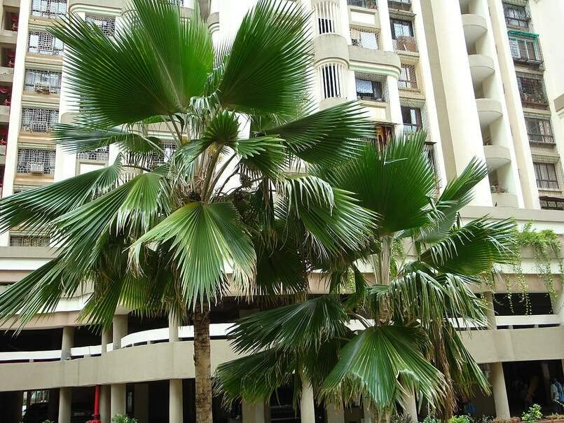 Fiji Fan Palm Seeds for Planting (5 Seeds) - Pritchardia pacifica