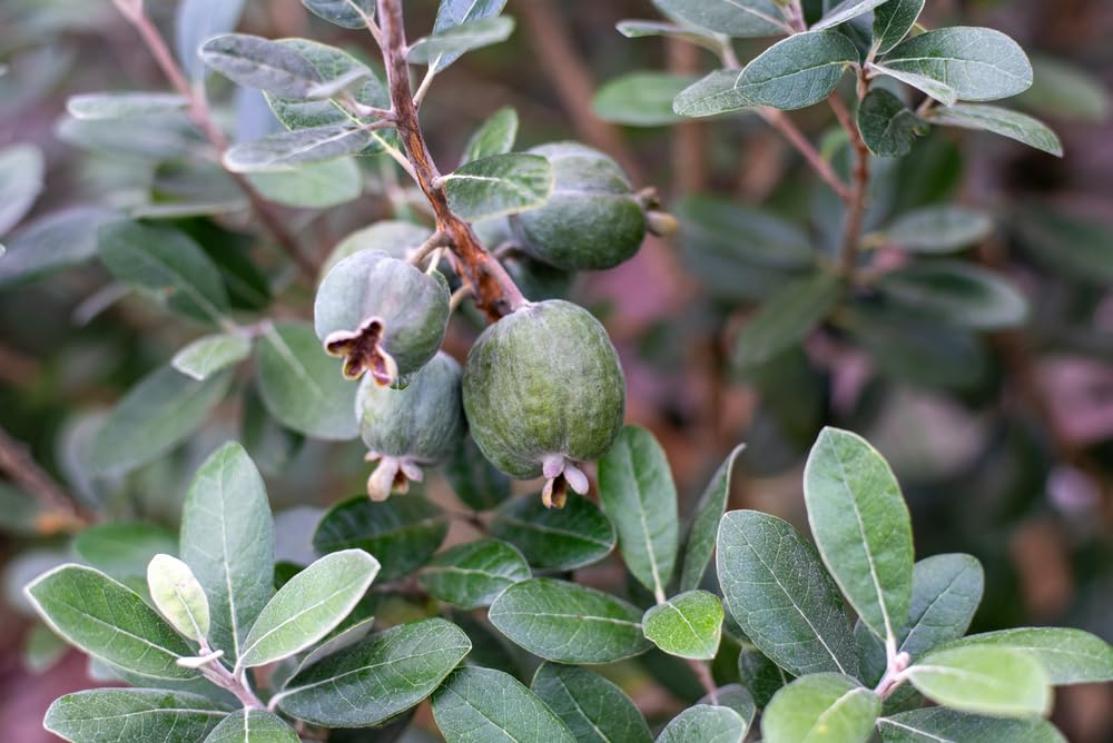 30 Pineapple Guava Seeds for Planting - ACCA sellowiana