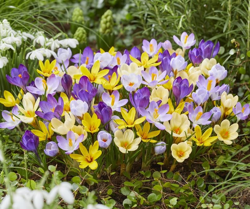 Crocus Mixed Color Bulbs for Planting - Easy to Grow Perennial Flowers for Garden or Landscape or Indoors