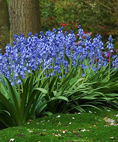 HYACINTHOIDES HISPANICA (10 Blue BULBS)A.K.A Wood Hyacinth or Spanish Bluebells