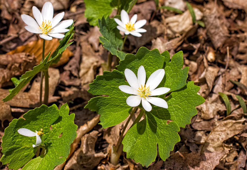 Bloodroot Seeds for Planting (30 Seeds) - Sanguinaria canadensis - Medicinal Plant